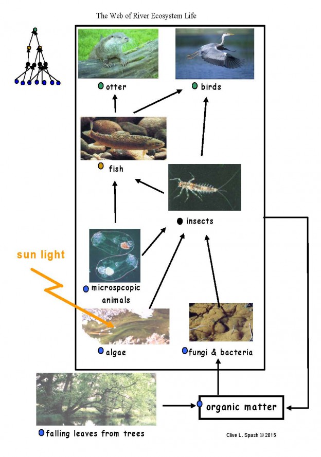 examples of biodiversity in ecosystems